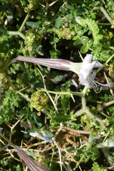 Italian Catchfly