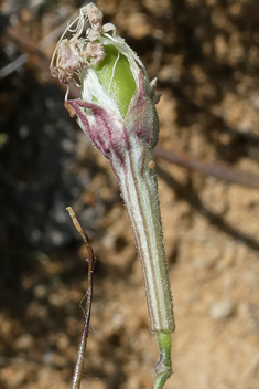 Italian Catchfly