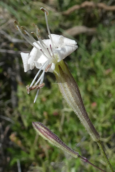 Italian Catchfly