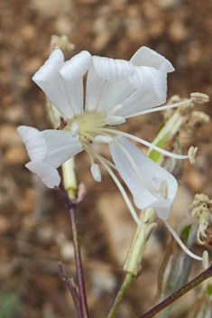 Italian Catchfly