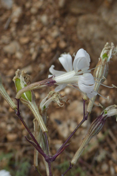 Italian Catchfly