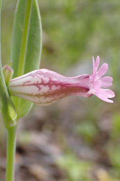 Behen Catchfly