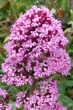 Red Valerian