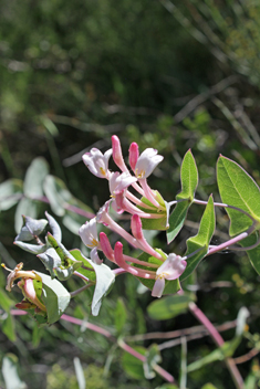 Mediterranean Honeysuckle