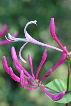 Etruscan Honeysuckle