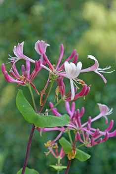 Etruscan Honeysuckle