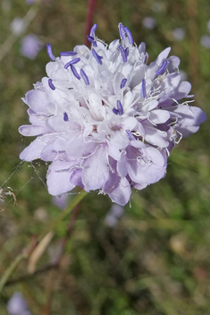 Transsylvanian Scabious