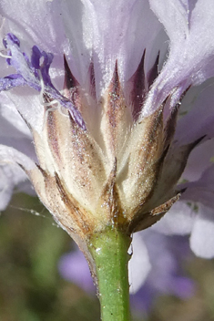 Transsylvanian Scabious