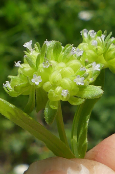 Turgid Cornsalad