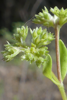 Small-fruited Cornsalad