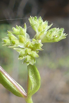 Small-fruited Cornsalad