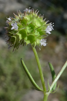 Crowned Cornsalad