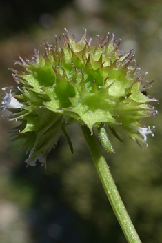 Crowned Cornsalad