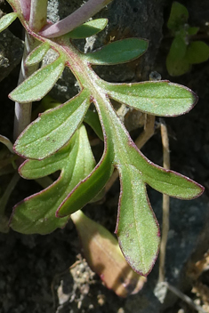 Annual Valerian