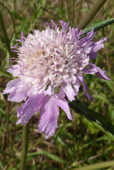 Sweet Scabious