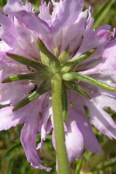 Sweet Scabious