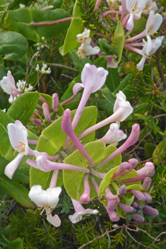 Mediterranean Honeysuckle