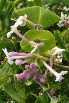 Mediterranean Honeysuckle