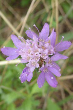 Sweet Scabious