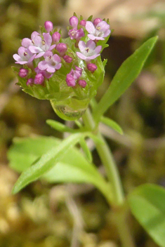 Annual Valerian