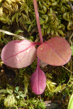 Annual Valerian