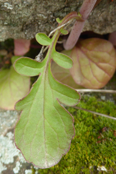 Annual Valerian