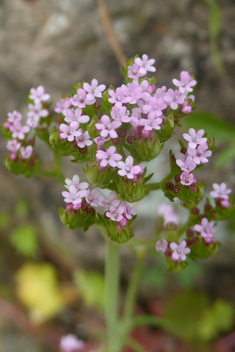 Annual Valerian