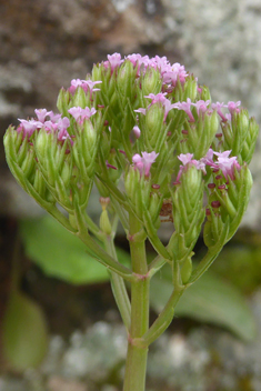 Annual Valerian