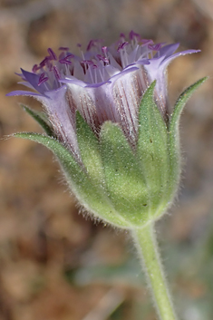 Pincushion Flower