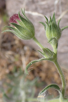 Pincushion Flower