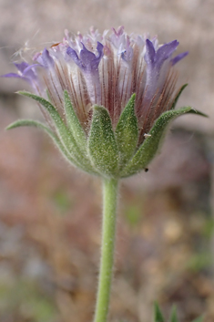 Pincushion Flower