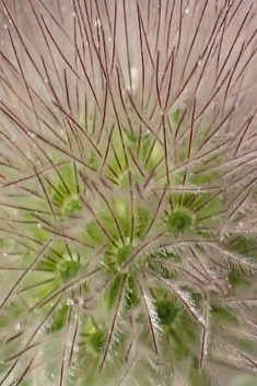 Pincushion Flower