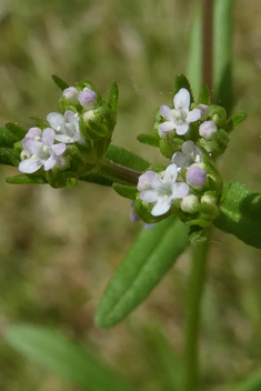 Narrow-fruited Cornsalad