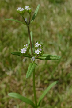 Narrow-fruited Cornsalad