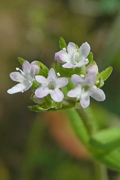 Narrow-fruited Cornsalad