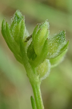 Narrow-fruited Cornsalad