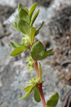 Spiny Nailwort