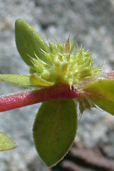 Spiny Nailwort