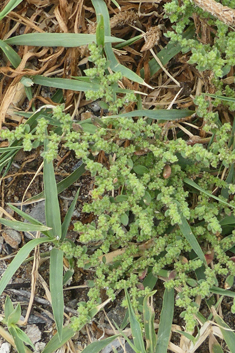 Hairy Rupturewort