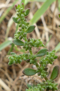 Hairy Rupturewort