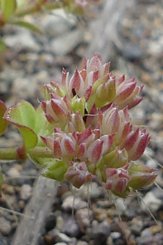 Four-leaved Allseed