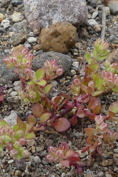 Four-leaved Allseed