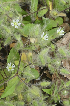 Woolly Mouse-ear