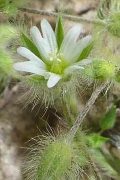 Woolly Mouse-ear