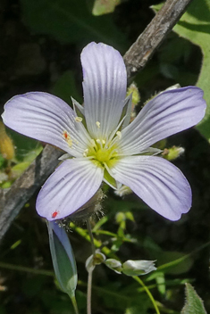 Large Upright-chickweed