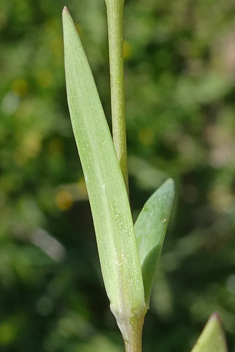 Large Upright-chickweed