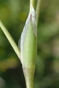 Large Upright-chickweed