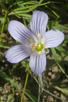 Large Upright-chickweed