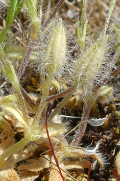 Woolly Mouse-ear