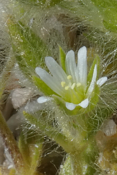 Woolly Mouse-ear